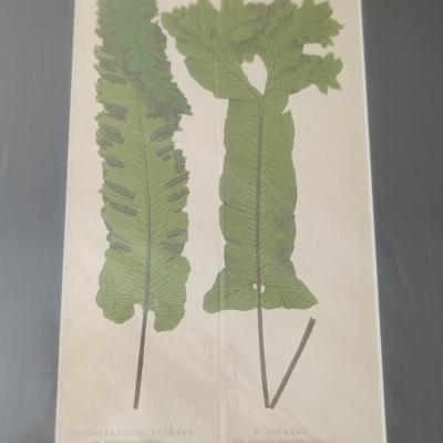 Set of 4 New Botanical Fern Prints, E. J. Lowe, 1867