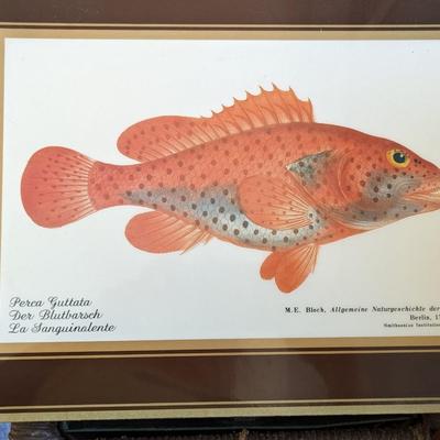 Rare Fallani And Cohn Smithsonian Institution Libraries Fish Placemat Set