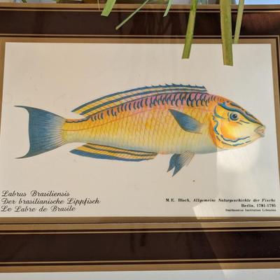 Rare Fallani And Cohn Smithsonian Institution Libraries Fish Placemat Set