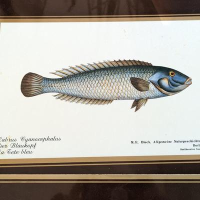 Rare Fallani And Cohn Smithsonian Institution Libraries Fish Placemat Set