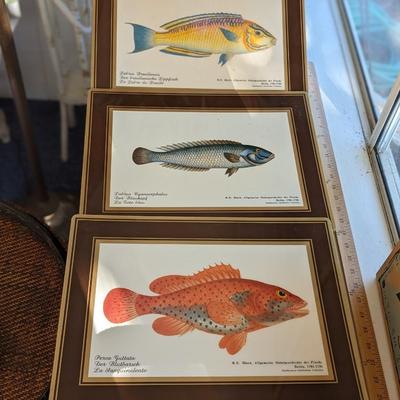 Rare Fallani And Cohn Smithsonian Institution Libraries Fish Placemat Set