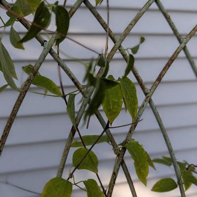 #1 Vintage Garden Trellis