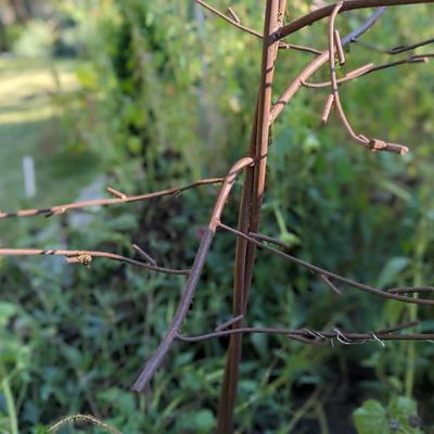Amazing Wrought Iron Bird Bath/Feeder Tree