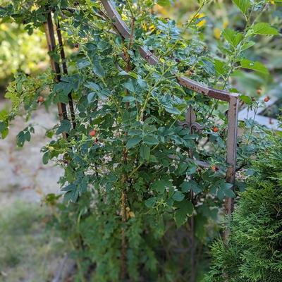 The Best Garden Item of the Auction! "Herb Garden" Iron Archway