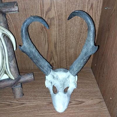 ANTLER PHOTO FRAME-SKULL AND ANTLERS