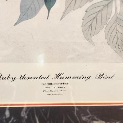 Lot #127  Vintage HAVELL print from the Audubon original - "Ruby Throated Hummingbird"