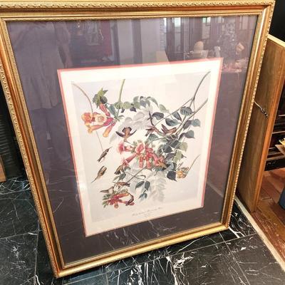 Lot #127  Vintage HAVELL print from the Audubon original - "Ruby Throated Hummingbird"
