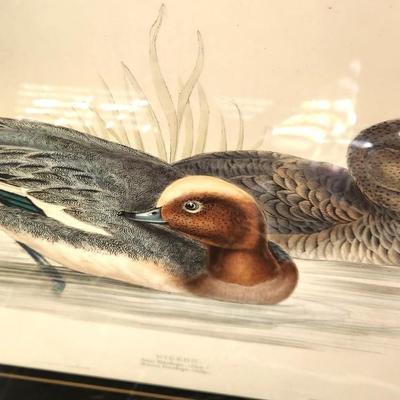 Lot #158  Vintage J.E. Gould Bird Print "Wigeon"