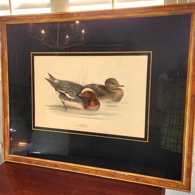 Lot #158  Vintage J.E. Gould Bird Print "Wigeon"
