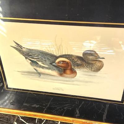 Lot #158  Vintage J.E. Gould Bird Print "Wigeon"