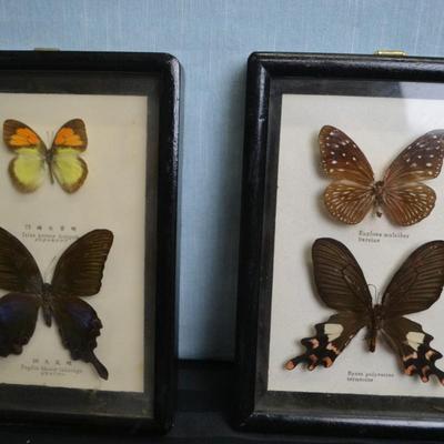 LOT 66   TWO FRAMED BUTTERFLY TAXIDERMY