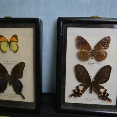 LOT 66   TWO FRAMED BUTTERFLY TAXIDERMY