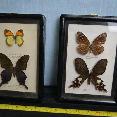 LOT 66   TWO FRAMED BUTTERFLY TAXIDERMY