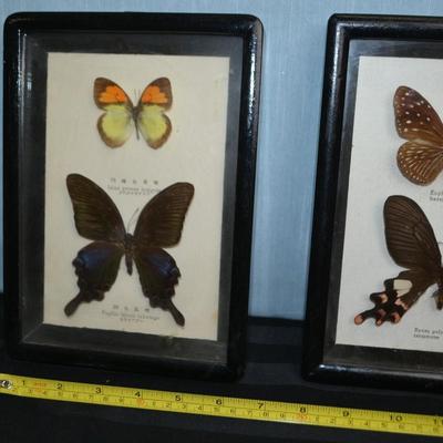 LOT 66   TWO FRAMED BUTTERFLY TAXIDERMY
