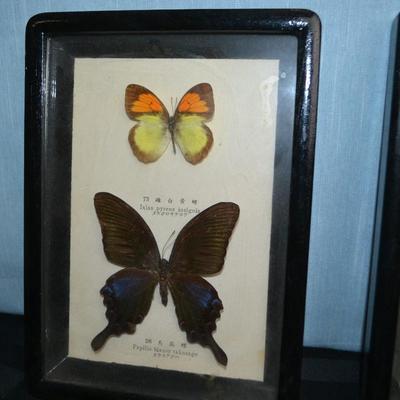 LOT 66   TWO FRAMED BUTTERFLY TAXIDERMY
