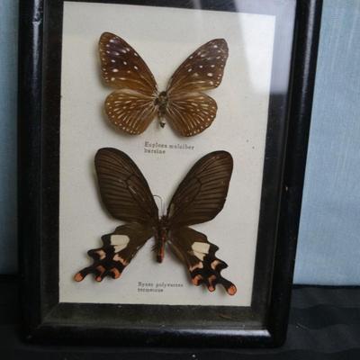 LOT 66   TWO FRAMED BUTTERFLY TAXIDERMY