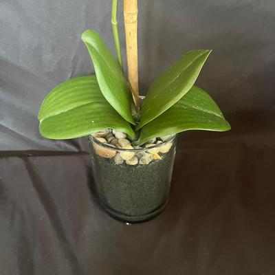 Faux Orchids (SR-MG)