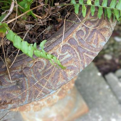 1 of 2 Beautiful Wrought Iron Planters