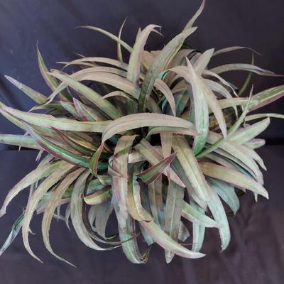 Faux Potted Plants and Topiaries (LR-BBL)