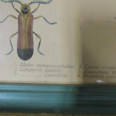 Vintage Insect Specimen Framed Prints