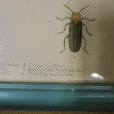Vintage Insect Specimen Framed Prints