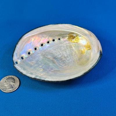 LOVELY WHITE ABALONE SHELL 