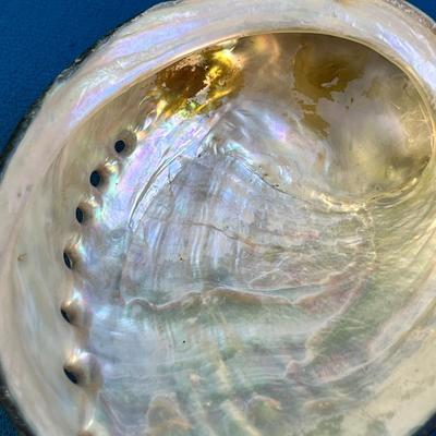 LOVELY WHITE ABALONE SHELL 