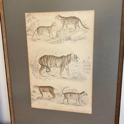 Four Framed Animal Prints Zoological Society