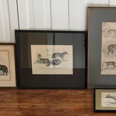 Four Framed Animal Prints Zoological Society