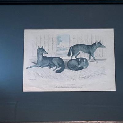 Four Framed Animal Prints Zoological Society