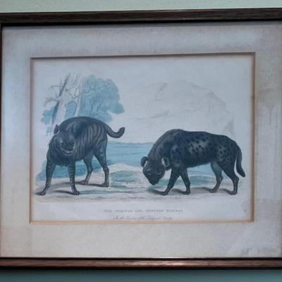 Four Framed Animal Prints Zoological Society