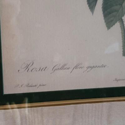 Framed Botanical Print by Pierre-Joseph RedoutÃ© "The Rose" (SR-DW)