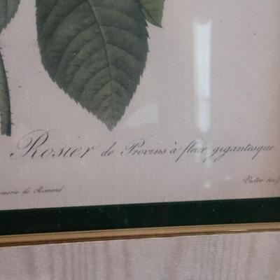 Framed Botanical Print by Pierre-Joseph RedoutÃ© "The Rose" (SR-DW)