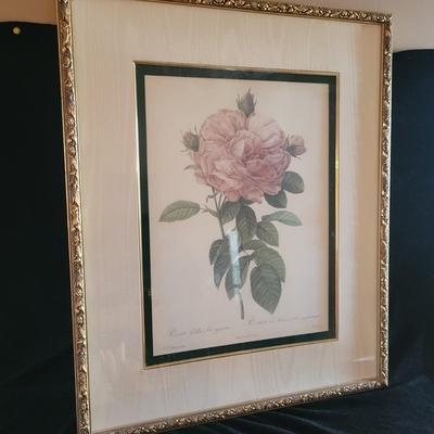 Framed Botanical Print by Pierre-Joseph RedoutÃ© "The Rose" (SR-DW)