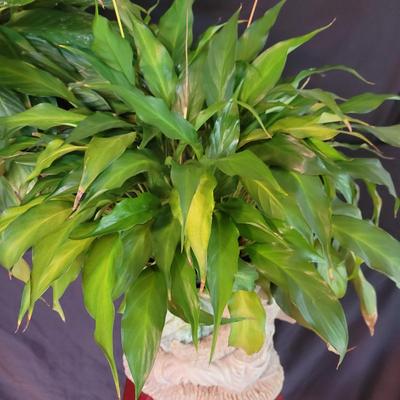 Pair of Peace Lily Plants, Planters, and Plant Stand (SR-DW)