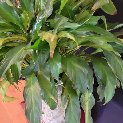 Pair of Peace Lily Plants, Planters, and Plant Stand (SR-DW)