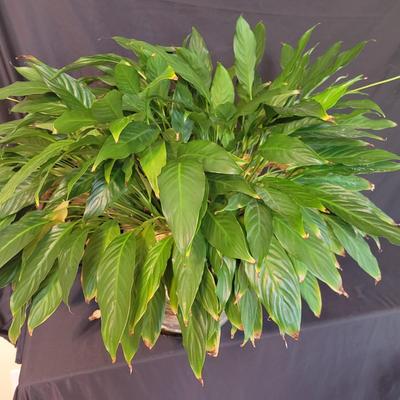 Pair of Peace Lily Plants, Planters, and Plant Stand (SR-DW)