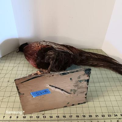 Stuffed Pheasant
