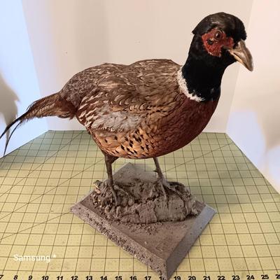 Stuffed Pheasant