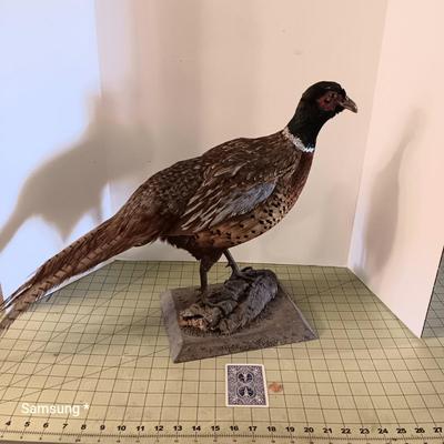 Stuffed Pheasant