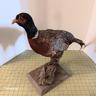 Stuffed Pheasant