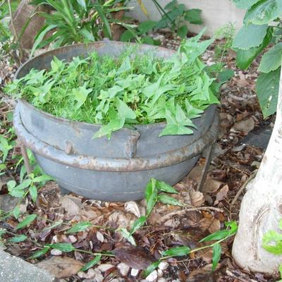 Vintage Sugar Kettle
