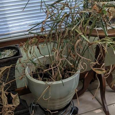 Plant Party