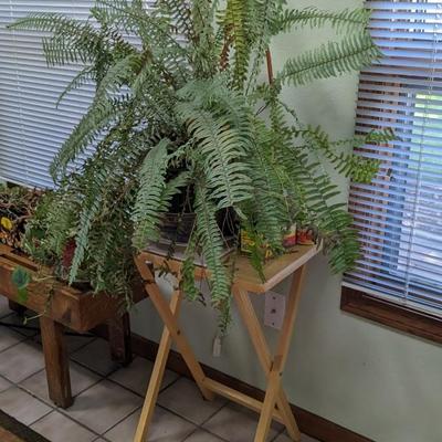 Plant Party