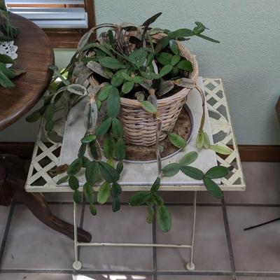 Plant Party