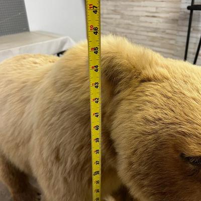 Alaskan Brown Bear Full Body Mount