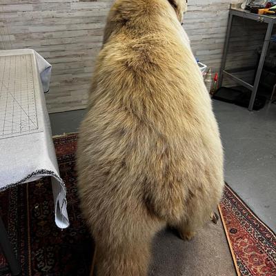 Alaskan Brown Bear Full Body Mount