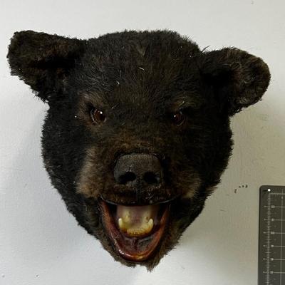 Vegan Bear Head