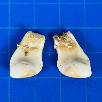 ELK Ivory Pair of Teeth