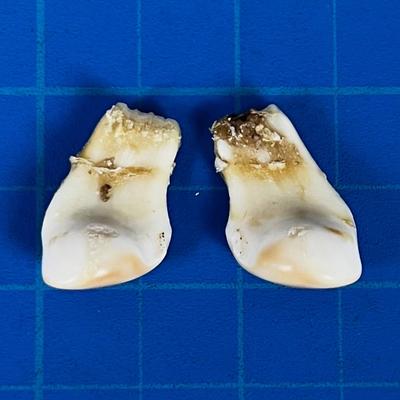 ELK Ivory Pair of Teeth